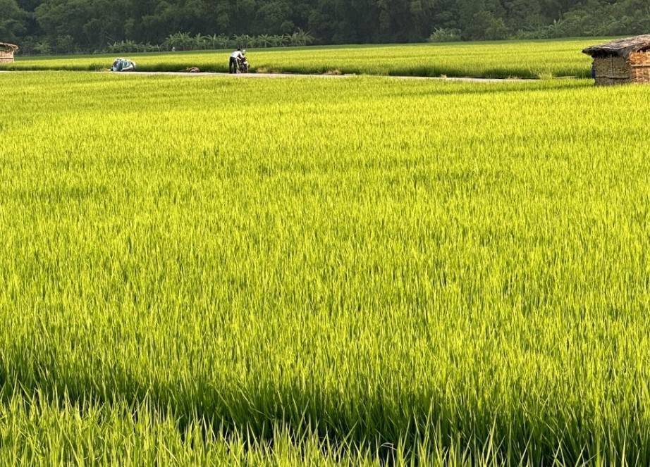 Giá lúa gạo hôm nay 10/9/2024: Mặt hàng lúa giảm 100-200 đồng/kg