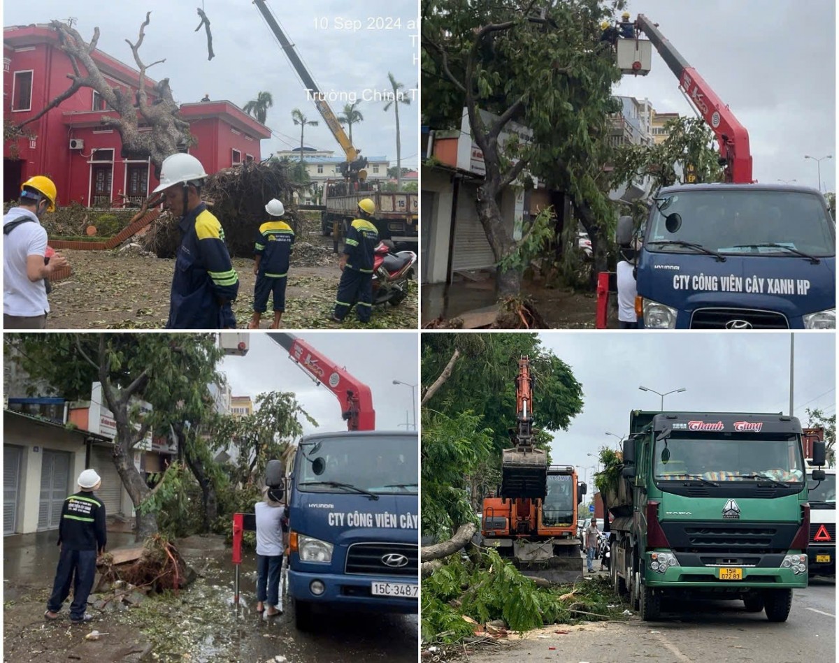 Công ty Cổ phần Công viên, cây xanh Hải Phòng đã chủ động chuẩn bị về nhân lực, vật tư, máy móc, thiết bị chuyên ngành, phương tiện sẵn sàng ứng phó và xử lý kịp thời các tình huống phát sinh do ảnh hưởng của mưa bão.