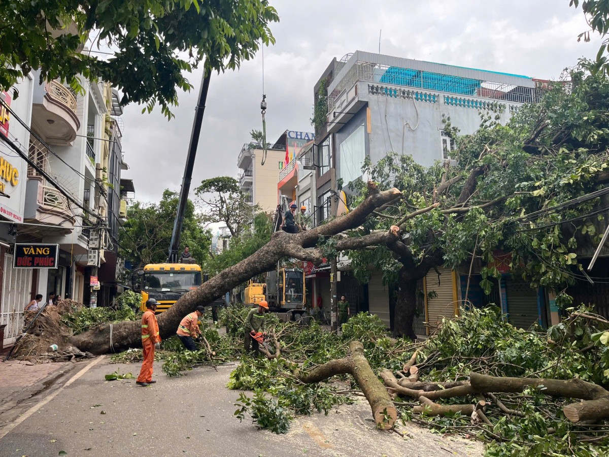 Siêu bão đi qua lực doanh nghiệp Cây Xanh dồn lại