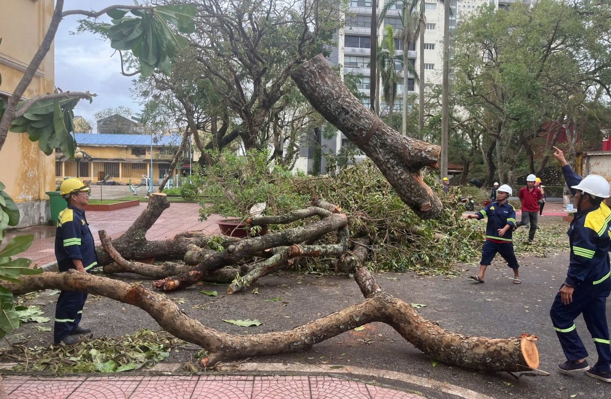 Siêu bão đi qua lực doanh nghiệp Cây Xanh dồn lại