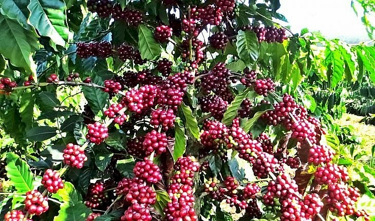 Tăng ba phiên liên tiếp, cà phê Robusta vượt mốc 5.000 USD/tấn.