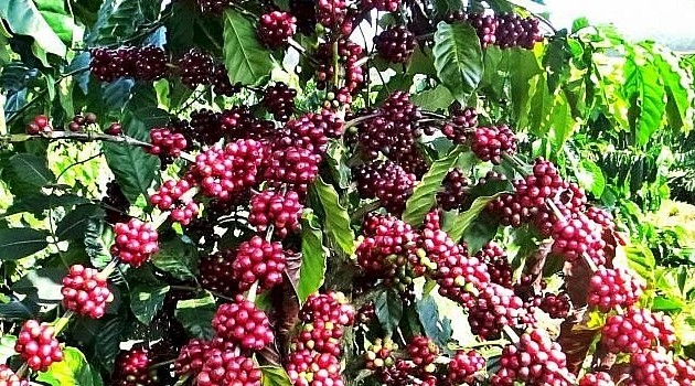 Cà phê Robusta vượt mốc 5.000 USD/tấn