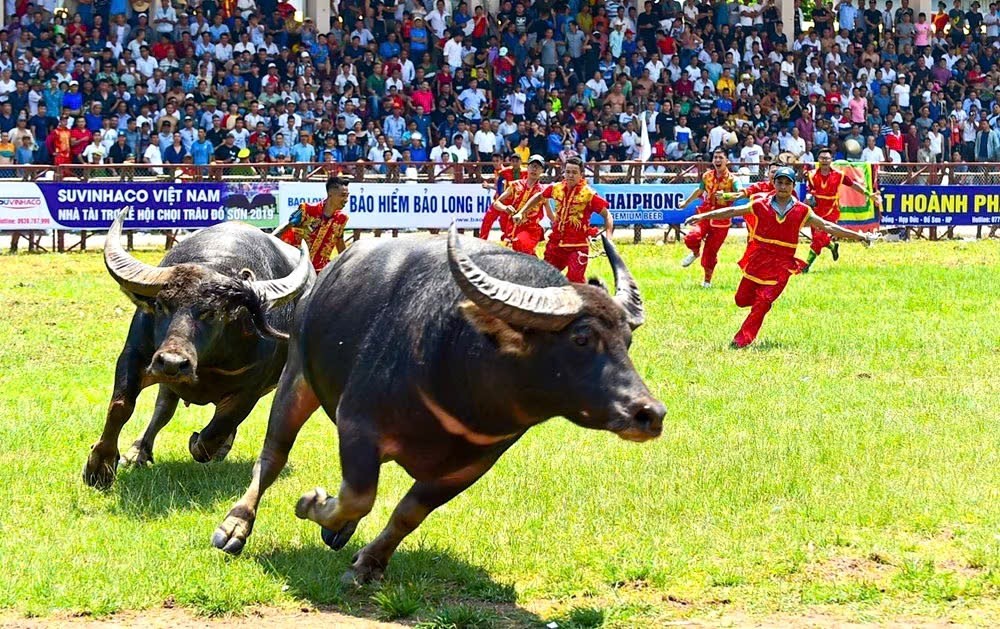 Đồ Sơn (Hải Phòng) hoãn, dời lịch tổ chức Lễ hội chọi trâu để tập trung khắc phục hậu quả sau bão số 3