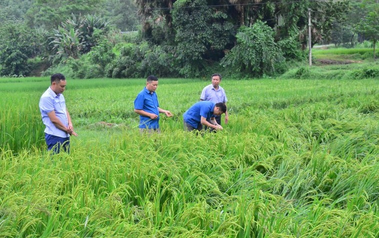 Nỗ lực khôi phục sản xuất nông nghiệp sau bão số 3