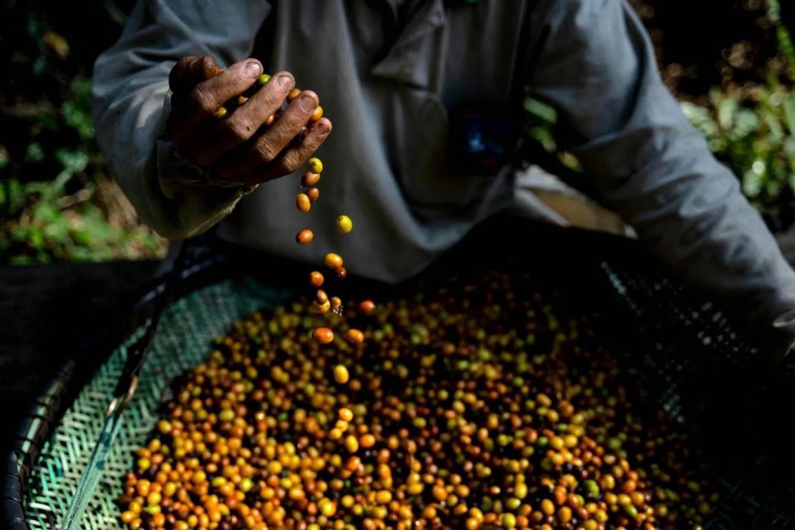 Giá cà phê tiếp tục duy trì ở mức cao do gián đoạn nguồn cung