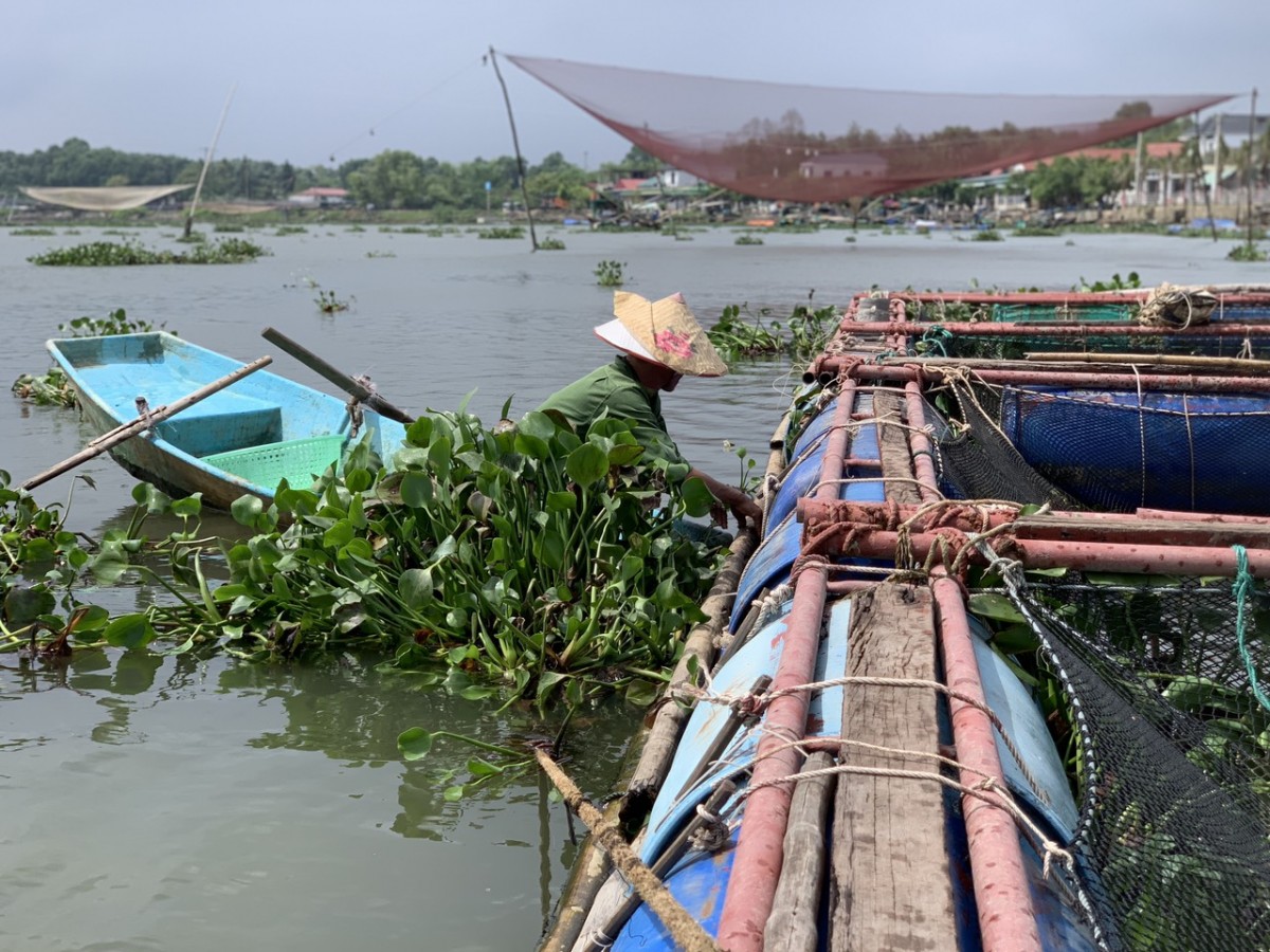 Các hộ nuôi cá lồng bè tại xã Thạch Sơn, huyện Thạch Hà (Hà Tĩnh) đang khẩn trương gia cố lồng bè trước tình hình mưa bão.