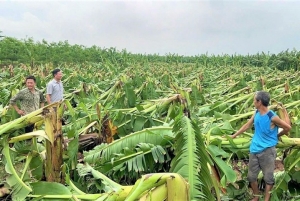 Hà Nội đánh giá thiệt hại, hỗ trợ người dân phục hồi sản xuất nông nghiệp sau bão lũ