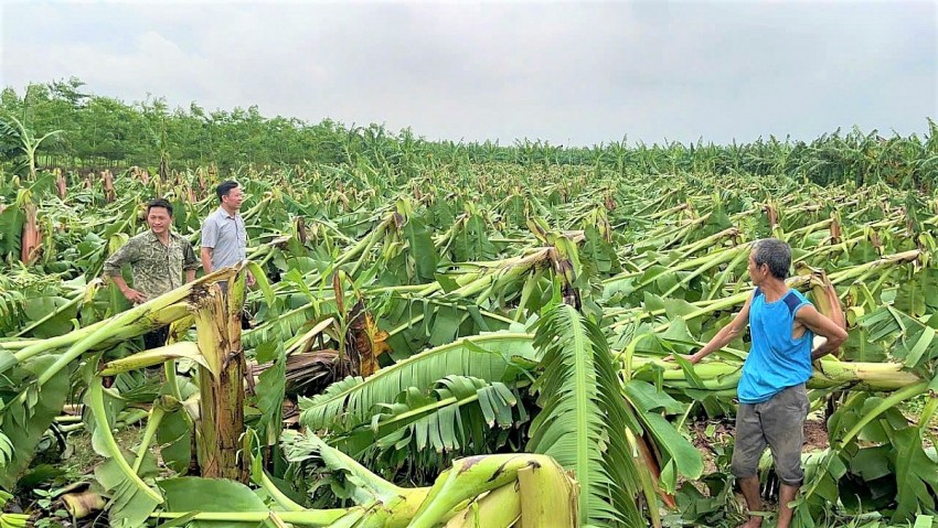 Hà Nội đánh giá thiệt hại, hỗ trợ người dân phục hồi sản xuất nông nghiệp sau bão lũ