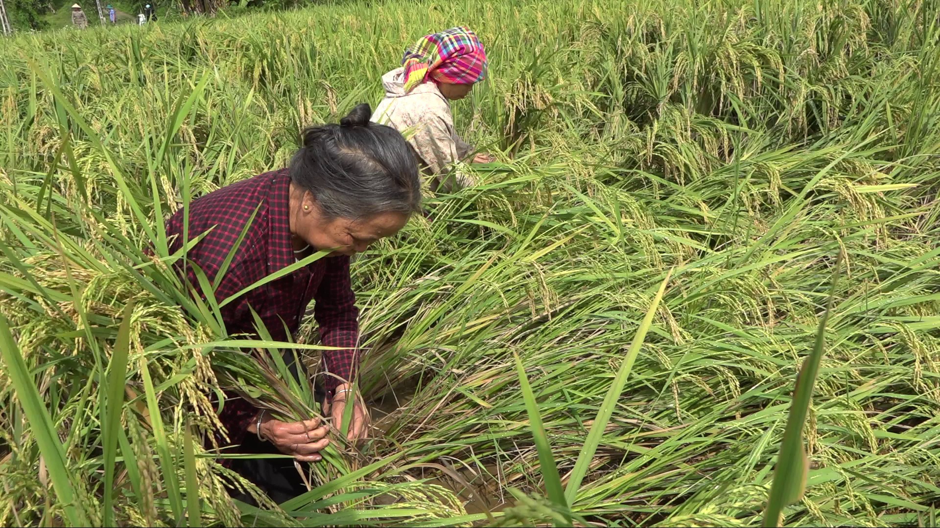 Yên Bái: Huyện Văn Chấn khắc phục sản xuất nông nghiệp sau cơn bão số 3