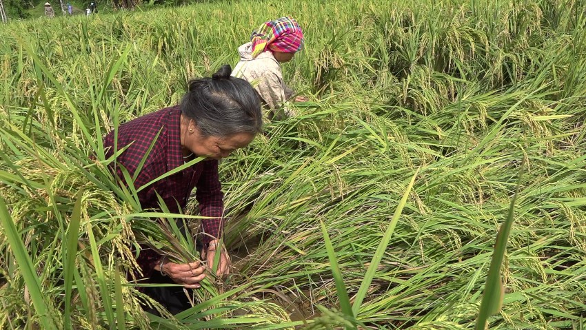 Yên Bái: Huyện Văn Chấn khắc phục sản xuất nông nghiệp sau cơn bão số 3