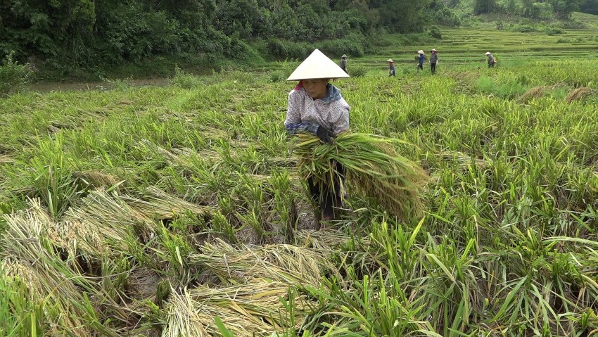 Yên Bái: Huyện Văn Chấn khắc phục sản xuất nông nghiệp sau cơn bão số 3