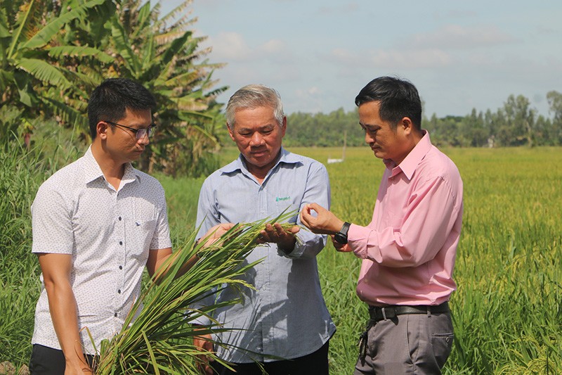 Nông dân huyện Tam Nông mạnh dạn áp dụng quy trình kỹ thuật canh tác theo hướng bền vững giúp tăng thu nhập, nâng cao chất lượng hạt gạo (Ảnh: Mỹ Lý)