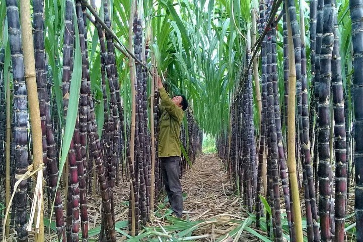 Ban hành Bản câu hỏi điều tra rà soát biện pháp phòng vệ thương mại với sản phẩm đường mía