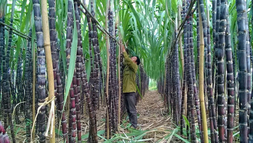 Ban hành Bản câu hỏi điều tra rà soát biện pháp phòng vệ thương mại với sản phẩm đường mía