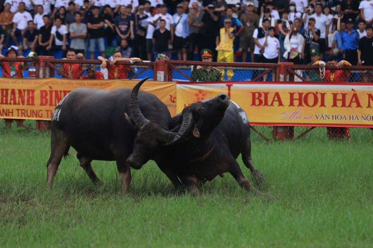 Khai hội Lễ hội Chọi trâu Đồ Sơn 2024