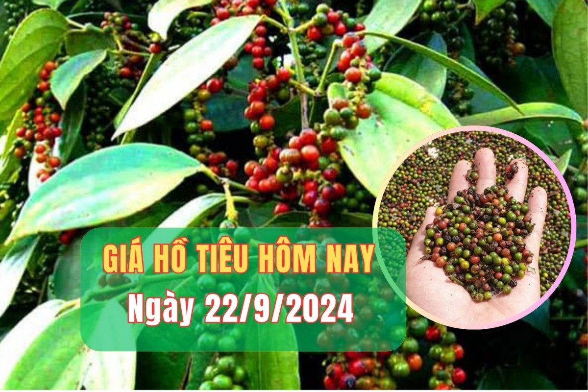 Giá hồ tiêu hôm nay 22/9/2024: Thị trường tăng giảm trái chiều