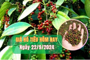 Giá hồ tiêu hôm nay 22/9/2024: Thị trường tăng giảm trái chiều