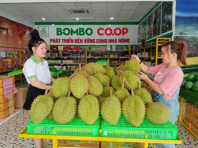 Bình Phước đang đứng trước cơ hội lớn để phát triển ngành xuất khẩu sầu riêng trong năm 2024 