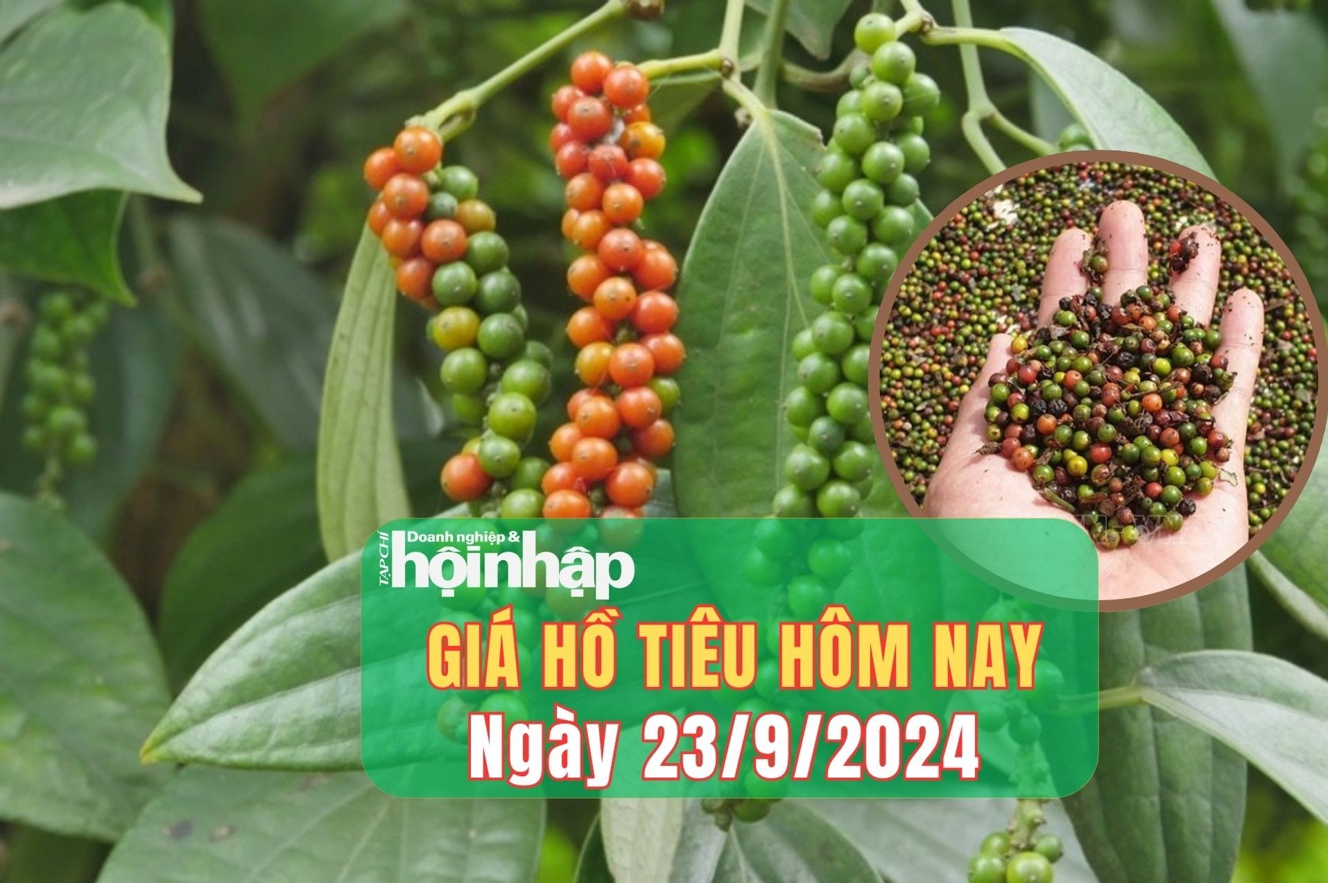 Giá hồ tiêu hôm nay 23/9/2024: Thị trường đi ngang tại các tỉnh trọng điểm