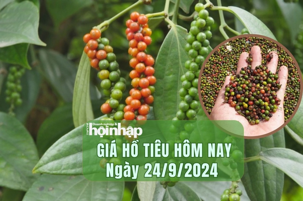 Giá hồ tiêu hôm nay 24/9/2024: Giá tiêu trong nước tăng mạnh sau đợt giảm