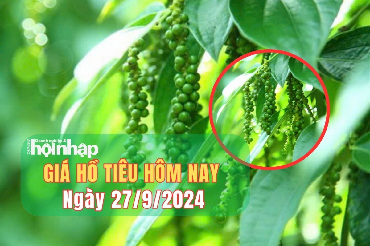 Giá hồ tiêu hôm nay 27/9/2024: Thị trường tiêu trong nước tiếp tục đà giảm