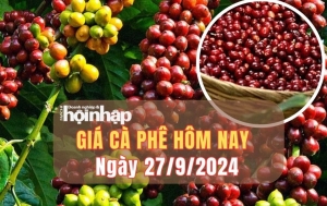 Giá cà phê hôm nay 27/9/2024: Thị trường trong nước quay đầu tăng