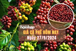 Giá cà phê hôm nay 27/9/2024: Thị trường trong nước quay đầu tăng