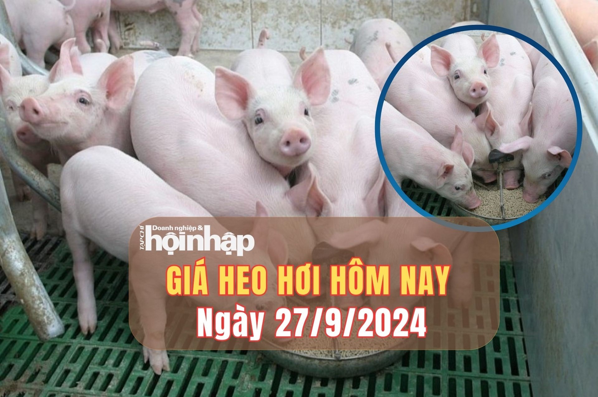 Giá heo hơi hôm nay 27/9/2024: Ổn định trên toàn quốc