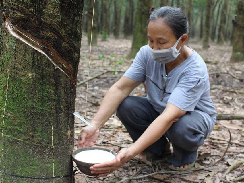 Giá cao su hôm nay 27/9, đồng loạt tăng mạnh theo xu hướng chung.