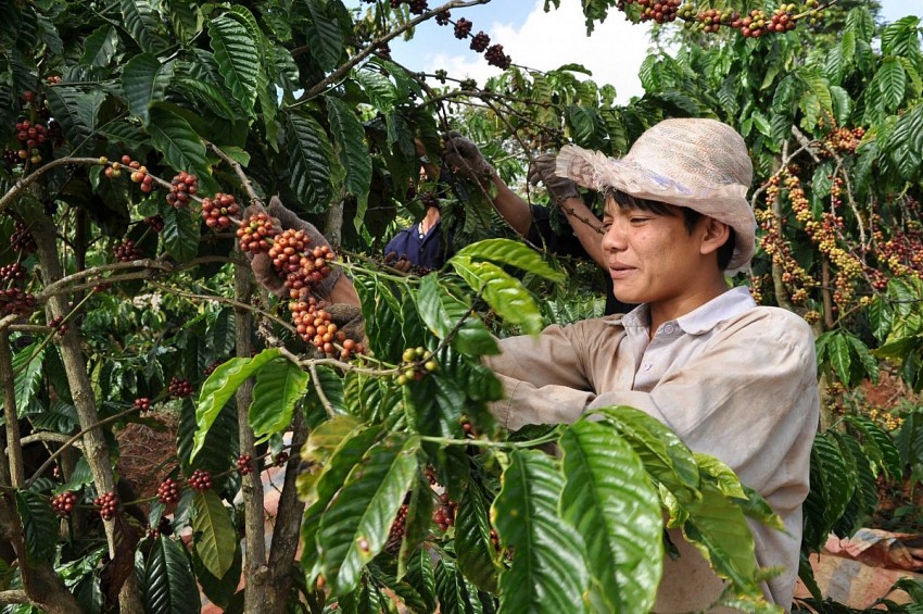 Giá cà phê hôm nay 29/9/2024: Tiếp tục đà giảm