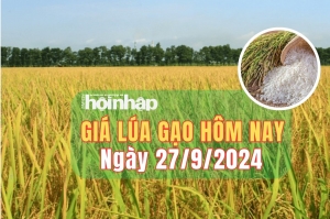 Giá lúa gạo hôm nay 27/9/2024: Giá lúa ổn định