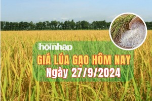 Giá lúa gạo hôm nay 27/9/2024: Giá lúa ổn định