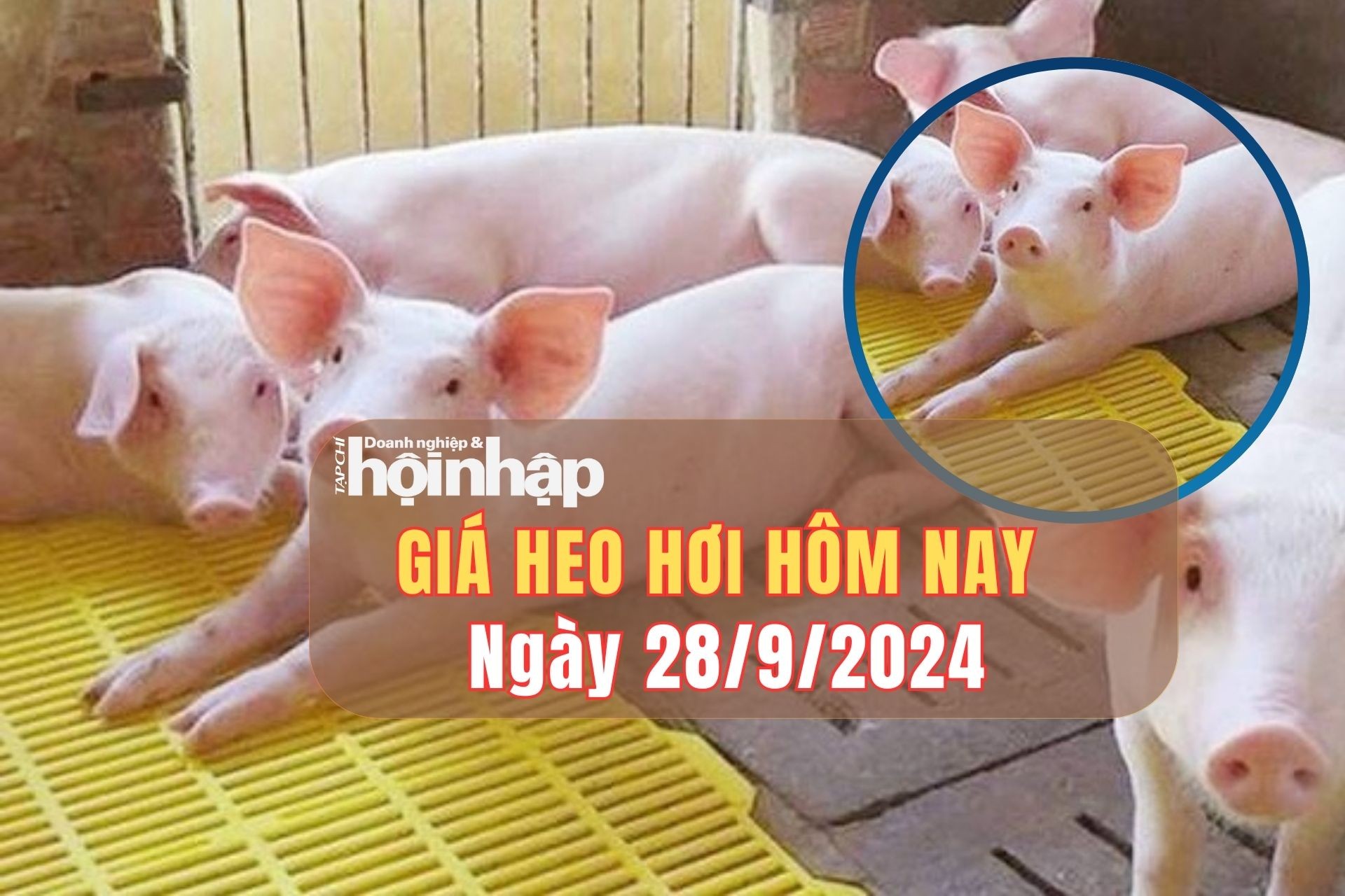 Giá heo hơi hôm nay 28/9/2024: Tăng - giảm trái chiều giữa các miền