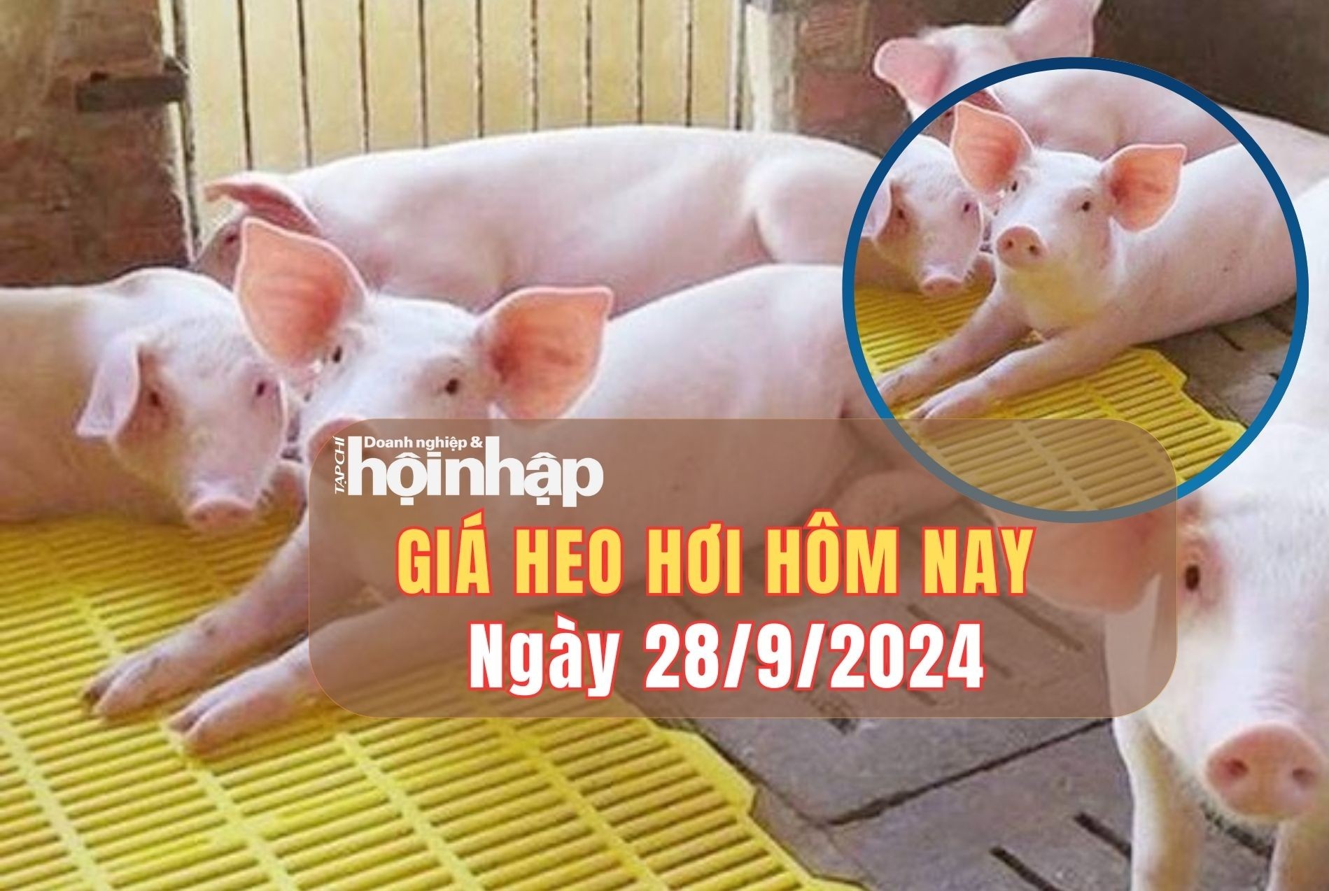 Giá heo hơi hôm nay 28/9/2024: Tăng - giảm trái chiều giữa các miền