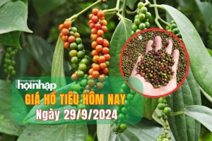 Giá hồ tiêu hôm nay 29/9/2024: Giá tiêu trong nước bật tăng trở lại