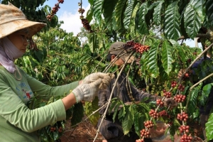 Giá cà phê hôm nay 30/9/2024: Cà phê Kon Tum giảm 300 đồng/kg