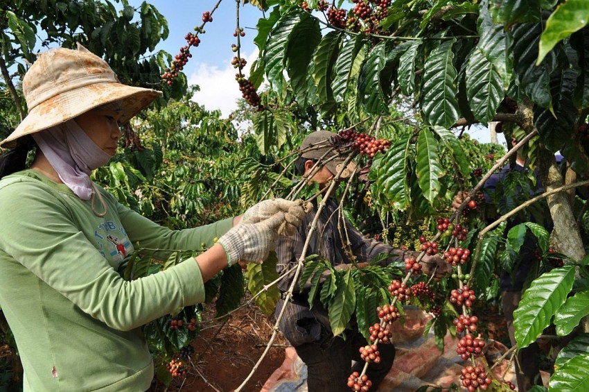 Giá cà phê hôm nay 30/9/2024: Tỉnh Kon Tum giảm 300 đồng/kg