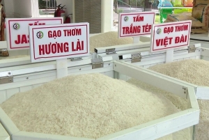 Ấn Độ gỡ lệnh cấm xuất khẩu, gạo Việt Nam có rớt giá?
