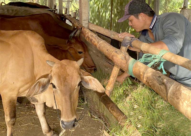 Nhiều hộ dân ở huyện Tam Nông tiếp cận nguồn vốn chính sách để chăn nuôi bò thoát nghèo