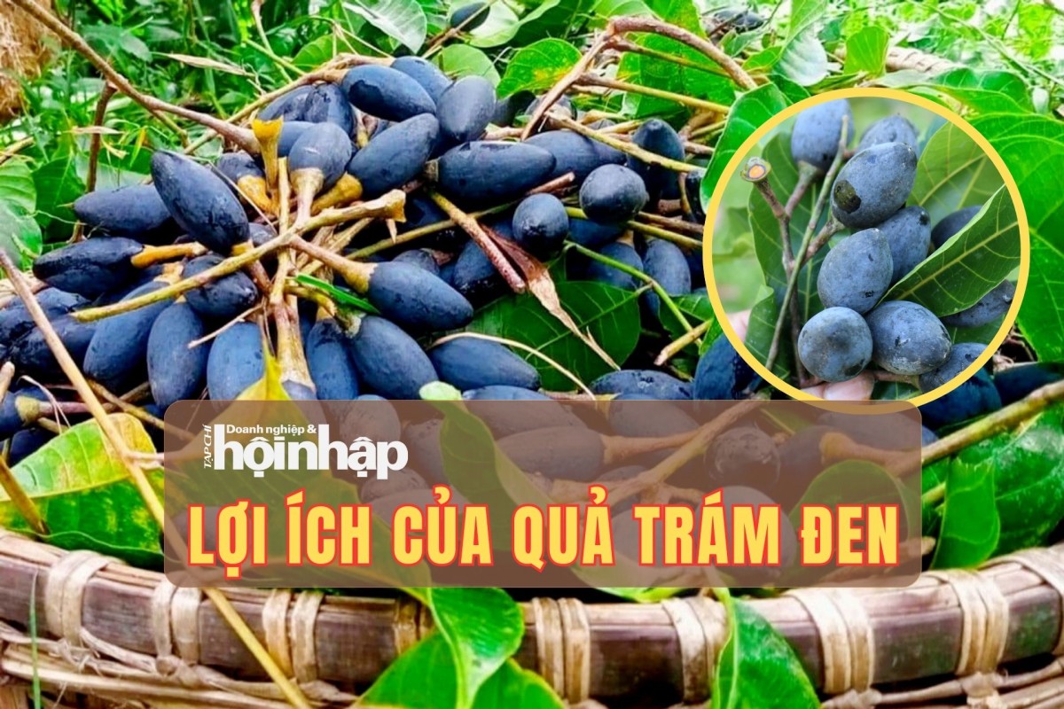 Lợi ích của quả trám đen nhiều dinh dưỡng, chỉ mùa thu mới có