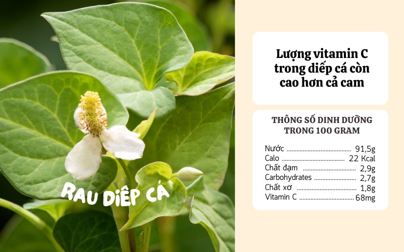 Hàm lượng dinh dưỡng trong rau diếp cá