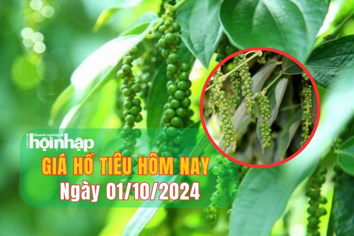 Giá hồ tiêu hôm nay 01/10/2024: Thị trường tiêu toàn cầu có sự biến động nhẹ