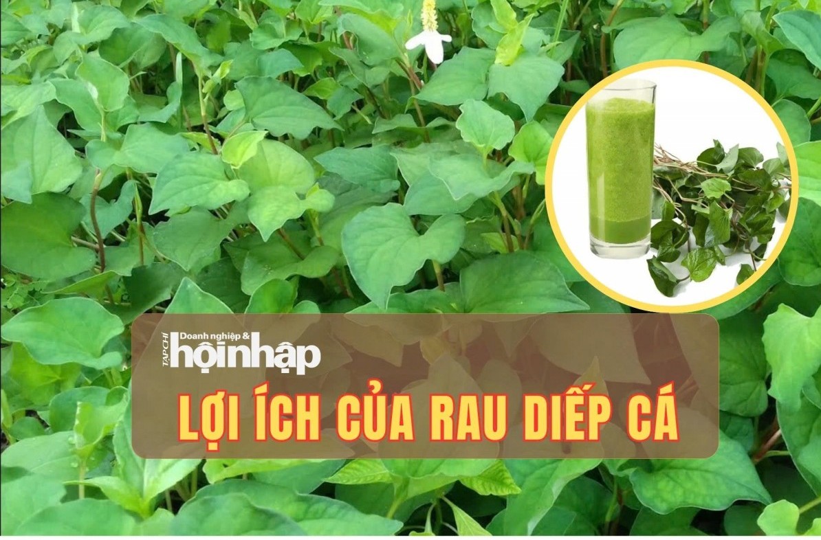 Khám phá những công dụng thần kỳ của rau diếp cá