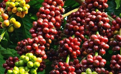 Giá cà phê hôm nay 2/10/2024:  Trên sàn New York, cà phê Arabica giảm mạnh