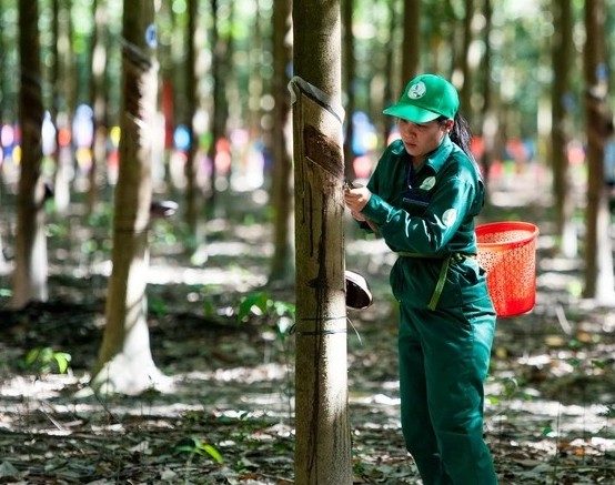 Bình Phước: Bài toán cho thị trường xuất khẩu cao su