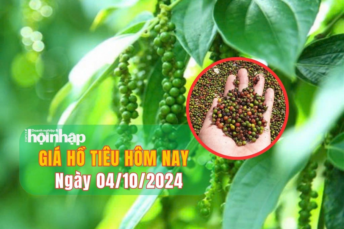 Giá hồ tiêu hôm nay 04/10/2024: Thị trường tiêu đồng loạt giảm