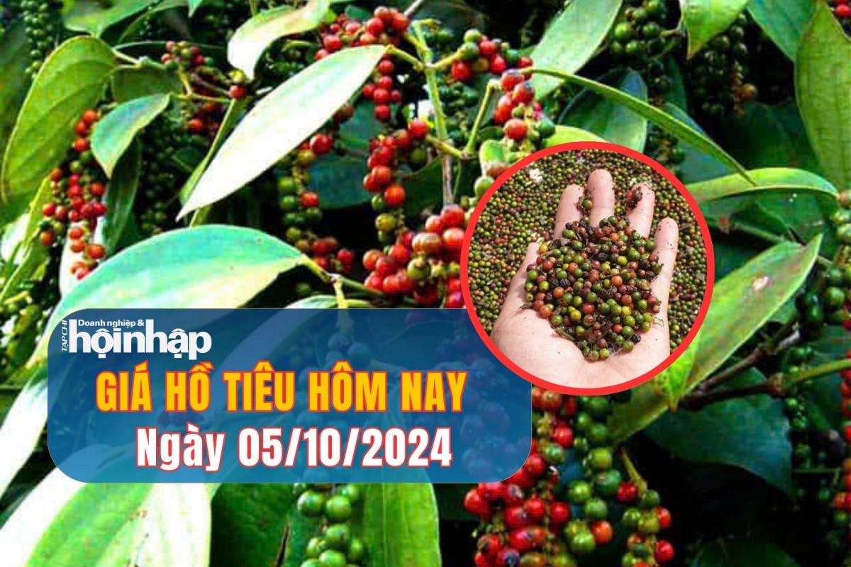 Giá hồ tiêu hôm nay 05/10/2024: Tiêu trong nước đồng loạt giảm 1.000 đồng/kg