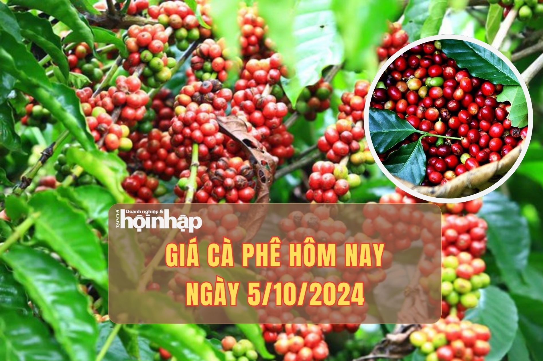 Giá cà phê hôm nay 5/10/2024: Giá cà phê trong nước giảm mạnh tới 2,500 đồng/kg