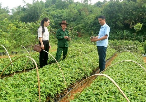 Phú Thọ: Nông dân phát triển kinh tế nhờ nguồn vốn vay