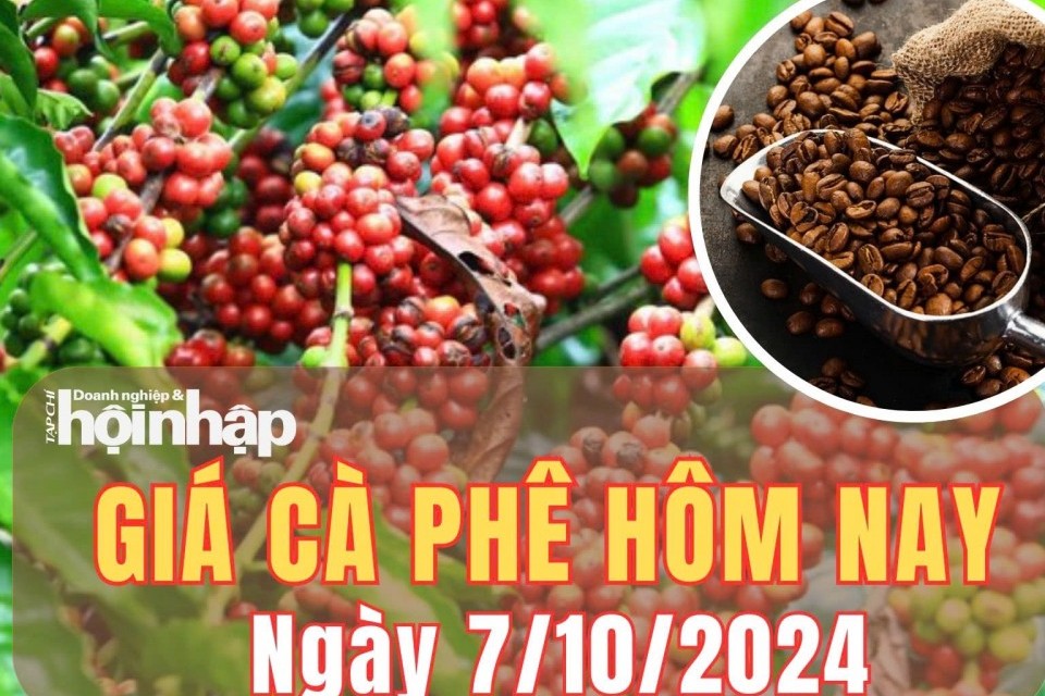 Giá cà phê hôm nay 7/10/2024: Giá ổn định, giao dịch ở mức 115.500 – 116.200 đồng/kg